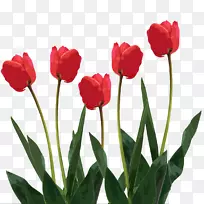 郁金香插花艺术-母亲节-空若网 郁金香插花艺术-母亲节-空若网