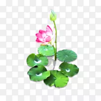 神圣莲花.睡莲图像绘制png图片.水百合图案-空若网 神圣莲花.睡莲图像绘制png图片.水百合图案-空若网