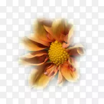 画花瓣菊花-绘画-空若网 画花瓣菊花-绘画-空若网