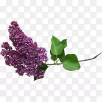 pngͼƬͼ��adobe Photoshop�϶������Ĳ���-������