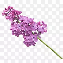 丁香png图片剪辑艺术图片博客-空若网 丁香png图片剪辑艺术图片博客-空若网