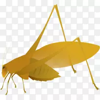 蝗虫-空若网 蝗虫-空若网