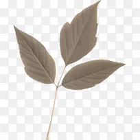 ����ֲ����ͼ��ͼ����֦��-Ҷ-������