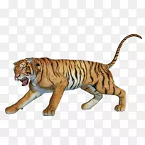 图片猫南华虎动物下载-猫-空若网 图片猫南华虎动物下载-猫-空若网