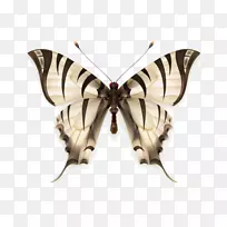 昆虫刷足蝴蝶剪贴画图.昆虫-空若网 昆虫刷足蝴蝶剪贴画图.昆虫-空若网