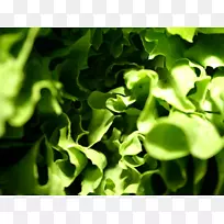 桌面壁纸蔬菜1080 p超高清电视显示分辨率生菜-空若网 桌面壁纸蔬菜1080 p超高清电视显示分辨率生菜-空若网