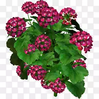 �������Ĳ��Ϳ���ֲ����ͼ�����޲ݼ�����.��-������