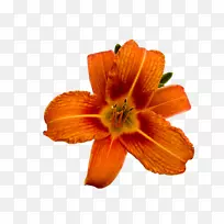 png图片橙色百合摄影插花艺术-初夏花-空若网 png图片橙色百合摄影插花艺术-初夏花-空若网