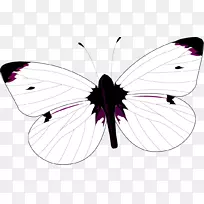 毛刷脚蝴蝶图形插图对称设计论坛-空若网 毛刷脚蝴蝶图形插图对称设计论坛-空若网