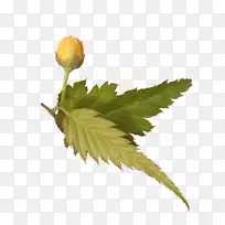 水彩画叶图像png图片绘图-空若网 水彩画叶图像png图片绘图-空若网
