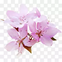 Ë®²Ê»£º»¨»ÜpngͼƬˮ²Ê»¼ôÌù».»¨-¿ÕÈôÍø Ë®²Ê»£º»¨»ÜpngͼƬˮ²Ê»¼ôÌù».»¨-¿ÕÈôÍø