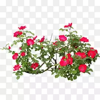 开花植物PSD花瓣花园玫瑰-花卉和植物-空若网 开花植物PSD花瓣花园玫瑰-花卉和植物-空若网