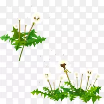 蒲公英png图片图像图形开花植物蒲公英-空若网 蒲公英png图片图像图形开花植物蒲公英-空若网