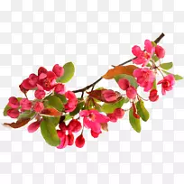 插花艺术-弹簧-空若网 插花艺术-弹簧-空若网