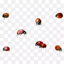 昆虫瓢虫甲虫png图片剪辑艺术图像.昆虫-空若网 昆虫瓢虫甲虫png图片剪辑艺术图像.昆虫-空若网