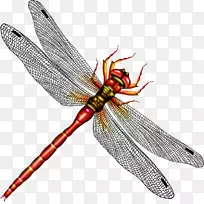 ����pngͼƬ���Ѽ�����ͼƬ����-������