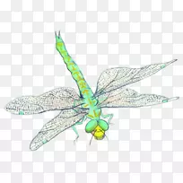 昆虫图像艺术png图片设计.蜻蜓-空若网 昆虫图像艺术png图片设计.蜻蜓-空若网