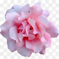 花电脑图标.水彩画玫瑰-空若网 花电脑图标.水彩画玫瑰-空若网