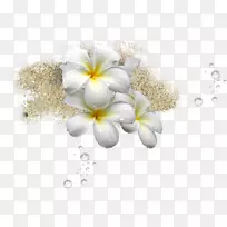 png图片花卉图像剪贴画设计.花-空若网 png图片花卉图像剪贴画设计.花-空若网