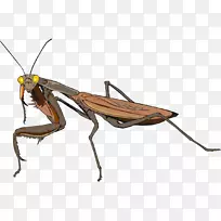 昆虫蟑螂欧洲螳螂剪贴画-空若网 昆虫蟑螂欧洲螳螂剪贴画-空若网