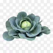 大白菜、春菜、素食、蔬菜-空若网 大白菜、春菜、素食、蔬菜-空若网