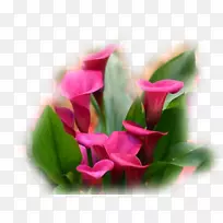 百合花-空若网 百合花-空若网