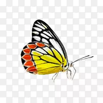 ºûµûÀ¥³æDelias Eucharis¼ôÌù»pngͼƬ.ºûµû-¿ÕÈôÍø ºûµûÀ¥³æDelias Eucharis¼ôÌù»pngͼƬ.ºûµû-¿ÕÈôÍø