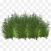 草本植物数字图像草png图片树草-空若网 草本植物数字图像草png图片树草-空若网