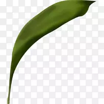 pngͼƬjpeg adobe Photoshop�滭.Ҷ-������