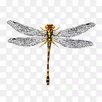 蜻蜓设计图像png图片装饰艺术-空若网 蜻蜓设计图像png图片装饰艺术-空若网