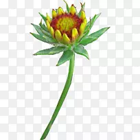 png图片切花图像adobe Photoshop-gillardia-空若网 png图片切花图像adobe Photoshop-gillardia-空若网