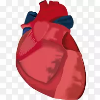 png图片图像adobe Photoshop解剖-心脏-空若网 png图片图像adobe Photoshop解剖-心脏-空若网
