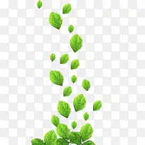 叶png图片设计图像adobe Photoshop-mint-空若网 叶png图片设计图像adobe Photoshop-mint-空若网