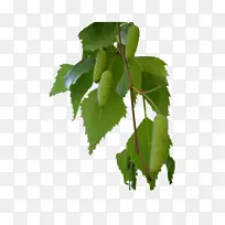 pngͼƬadobe Photoshop��ͼ�ļ���ʽͼ��.������֦-������