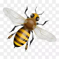 Î÷·½ÃÛ·äͼÐη䳲ȺÉãÓ°.ÃÛ·ä-¿ÕÈôÍø Î÷·½ÃÛ·äͼÐη䳲ȺÉãÓ°.ÃÛ·ä-¿ÕÈôÍø