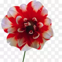 �л�����������-������