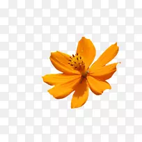 花瓣Naver博客雏菊科普通向日葵大丽花-水仙花-空若网 花瓣Naver博客雏菊科普通向日葵大丽花-水仙花-空若网