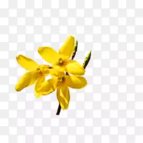 菜籽Naver博客png图片google图像-干净-空若网 菜籽Naver博客png图片google图像-干净-空若网