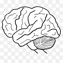 人脑人体神经系统工作表-脑-空若网 人脑人体神经系统工作表-脑-空若网