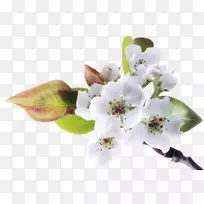 花股摄影博客-春天-空若网 花股摄影博客-春天-空若网