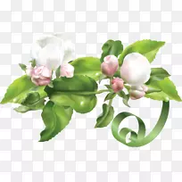 ��Ȫ-������