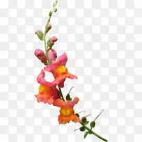 花花瓣-春天-空若网 花花瓣-春天-空若网