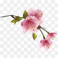 桃泉-空若网 桃泉-空若网