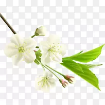 花白枝剪贴画-弹簧-空若网 花白枝剪贴画-弹簧-空若网