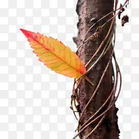 GIF动画摄影图片秋季-宇宙-空若网 GIF动画摄影图片秋季-宇宙-空若网