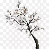 ��֦ʥ������������֦-������