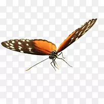 飞网翅虫-空若网 飞网翅虫-空若网
