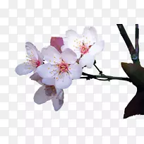 ӣ������150����v.unc.nr��ӣ�ҿ���ֲ��-����-������