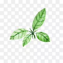 png图片水彩画图像图形茶叶蓝叶-空若网 png图片水彩画图像图形茶叶蓝叶-空若网