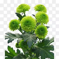 菊花植物-菊花观赏植物-菊花-空若网 菊花植物-菊花观赏植物-菊花-空若网